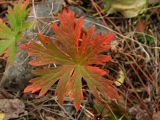 Geranium erianthum