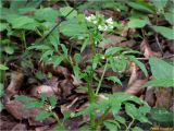 Cardamine impatiens. Цветущее растение. Украина, Ивано-Франковская обл., Болеховский горсовет, Поляницкий сельсовет, Поляницкий региональный ландшафтный парк, заболоченный участок букового леса. 07.05.2017.