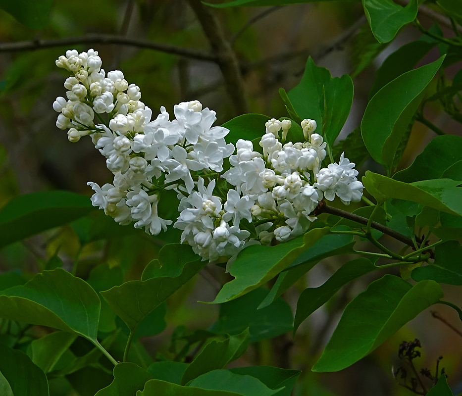 Image of Syringa vulgaris specimen.