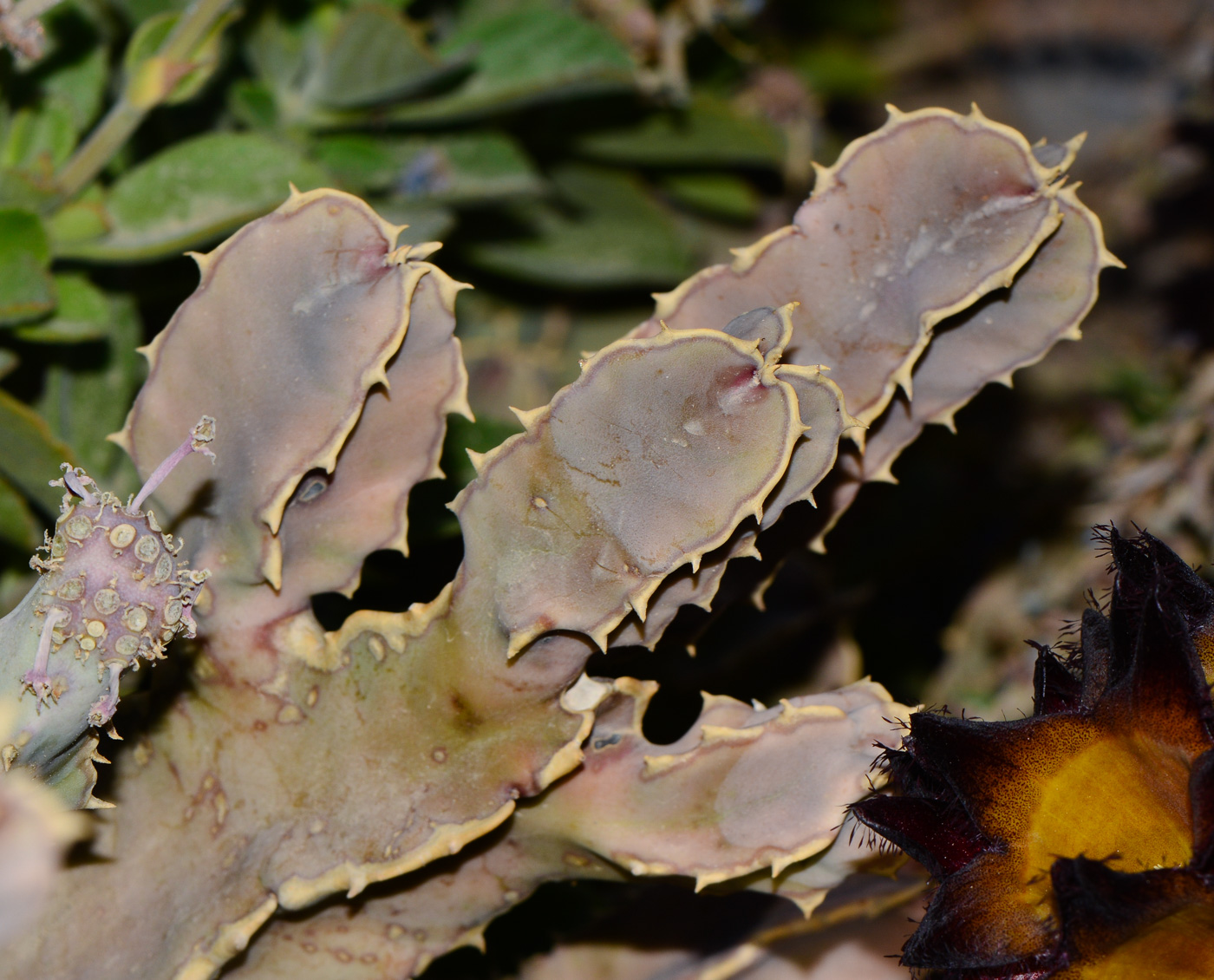 Image of Desmidorchis speciosa specimen.