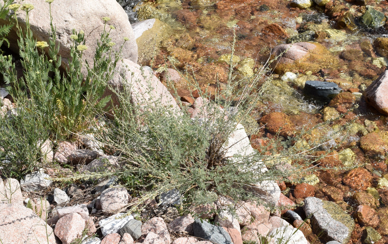 Image of Artemisia persica specimen.