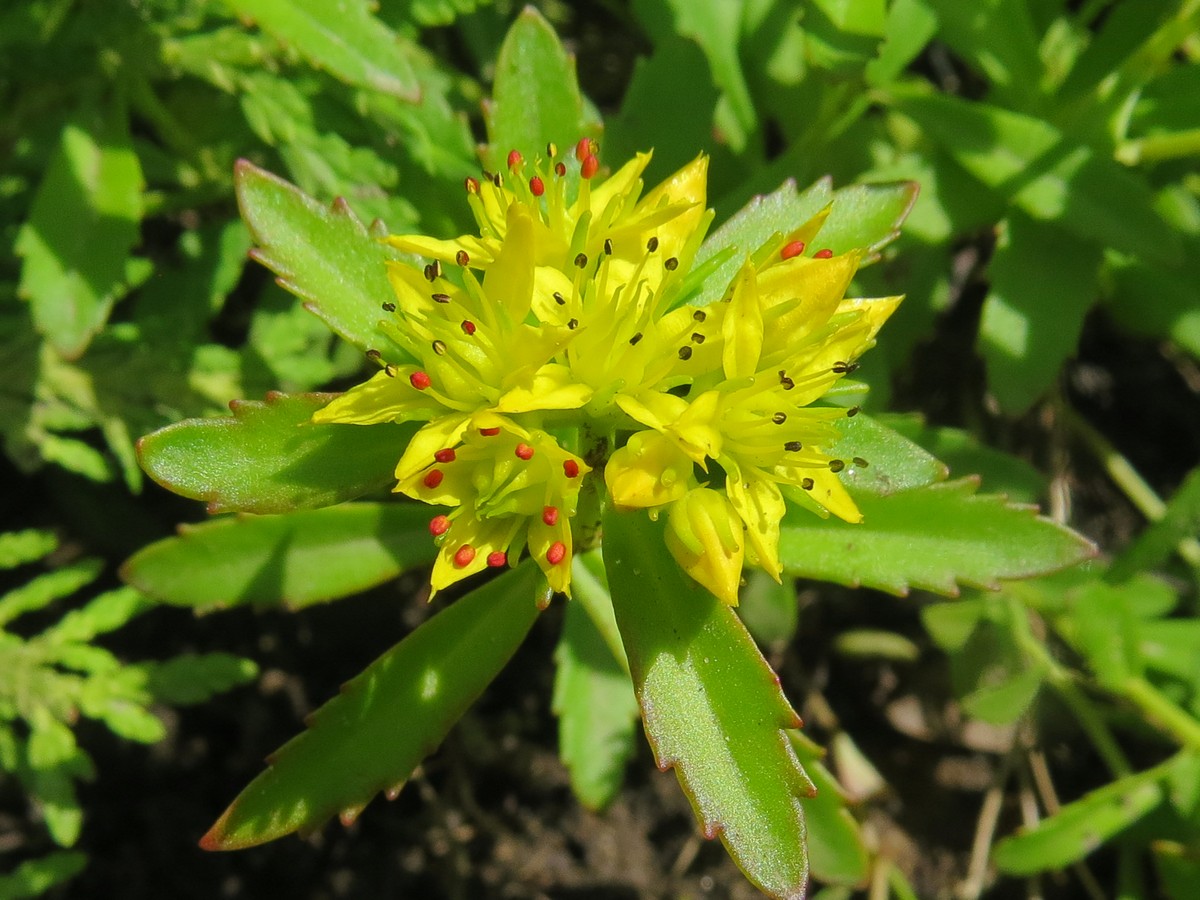 Image of genus Sedum specimen.