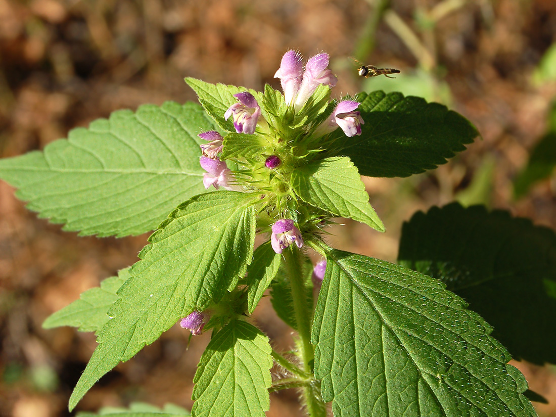 Изображение особи Galeopsis bifida.