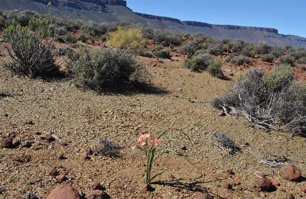 Image of Moraea miniata specimen.