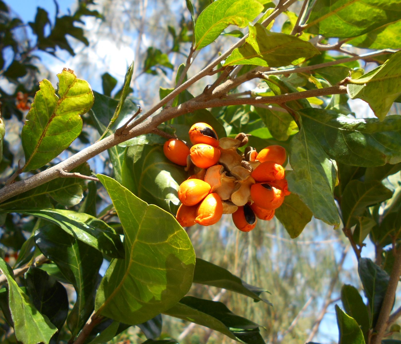 Изображение особи Cupaniopsis wadsworthii.