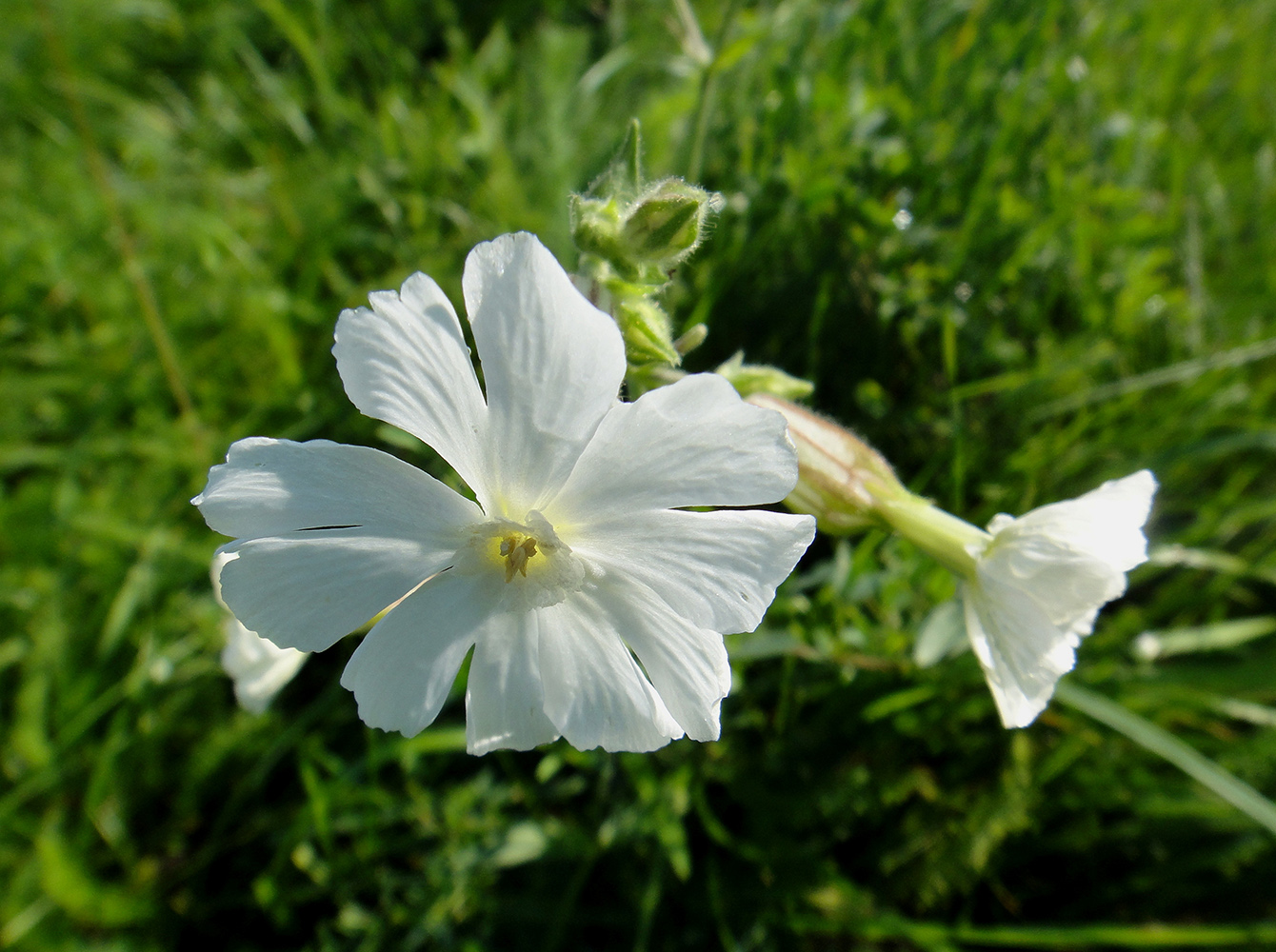 Image of Melandrium album specimen.