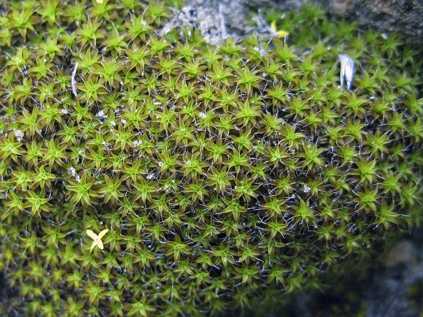 Image of Syntrichia ruralis specimen.