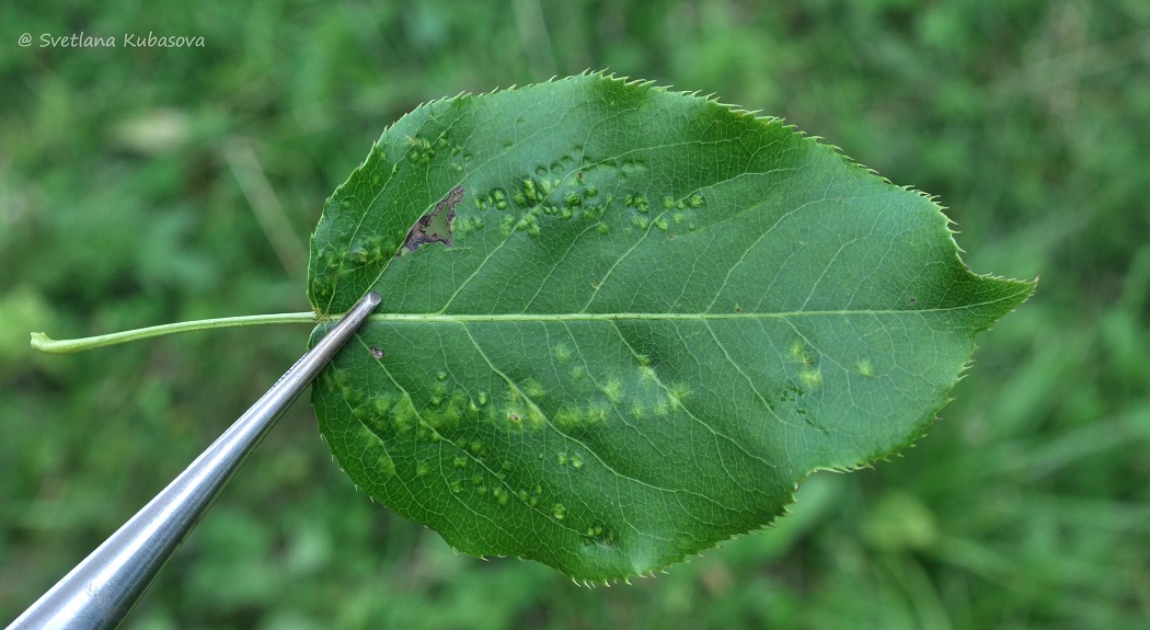 Изображение особи Pyrus ussuriensis.