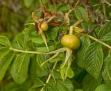 Rosa rugosa