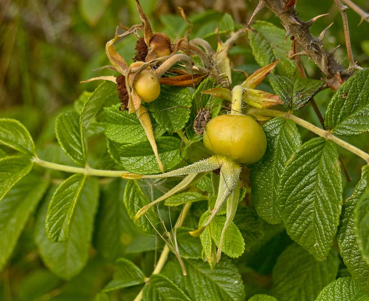 Image of Rosa rugosa specimen.