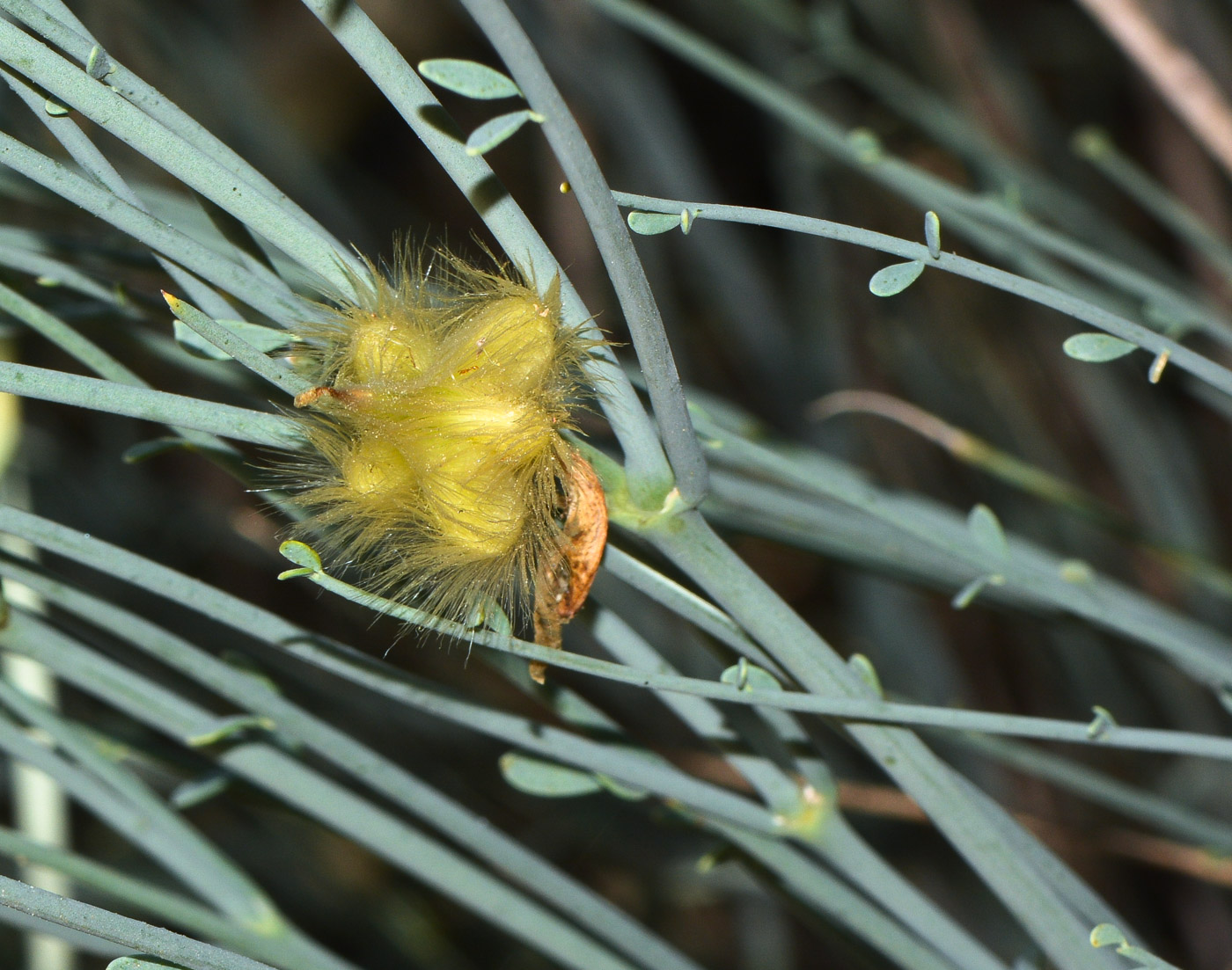 Image of Sisyndite spartea specimen.