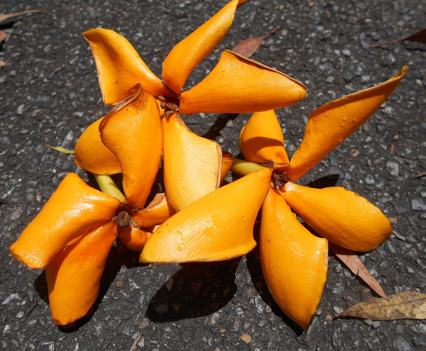 Image of Gardenia coronaria specimen.