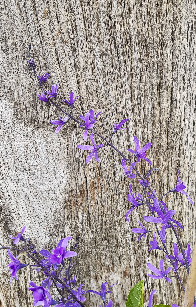 Изображение особи Petrea volubilis.