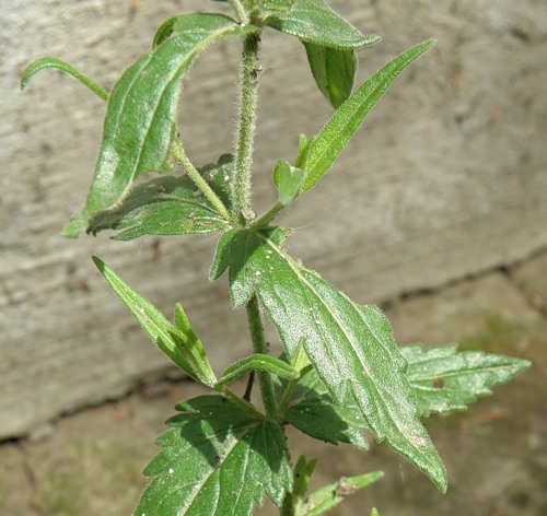 Image of Veronica prostrata specimen.