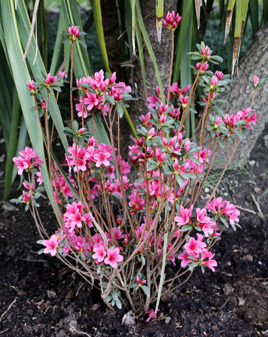 Изображение особи род Rhododendron.