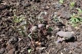 Thalictrum delavayi. Вегетирующее взрослое растение с обрезанными прошлогодними высохшими побегами. Иркутская обл., Иркутский р-н, дер. Позднякова, в культуре. 09.05.2018.