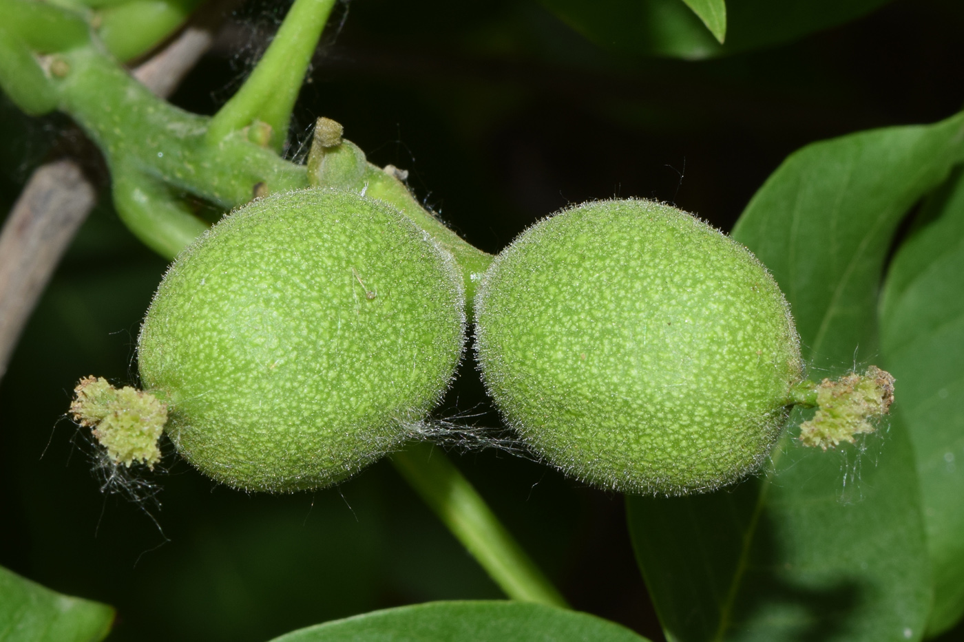 Image of Juglans regia specimen.