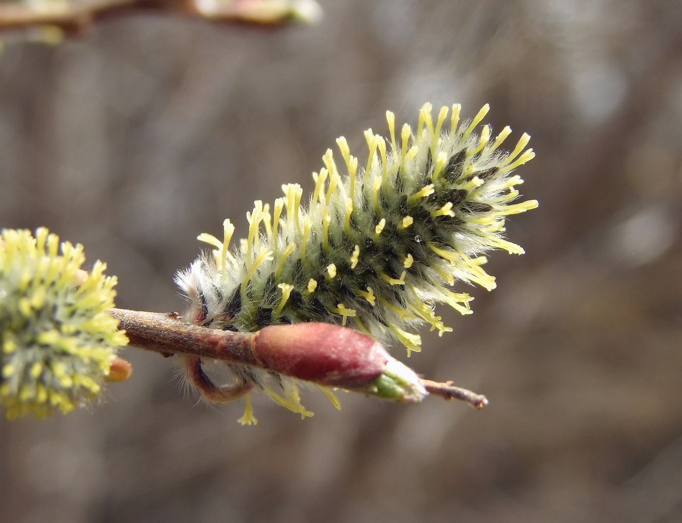 Image of Salix schwerinii specimen.