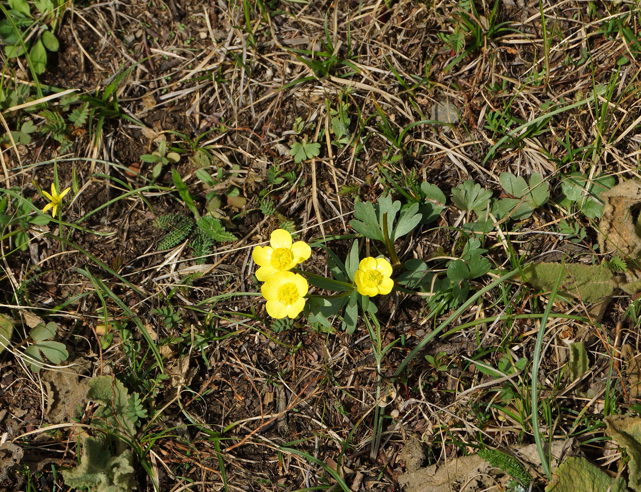 Изображение особи Ranunculus polyrhizos.