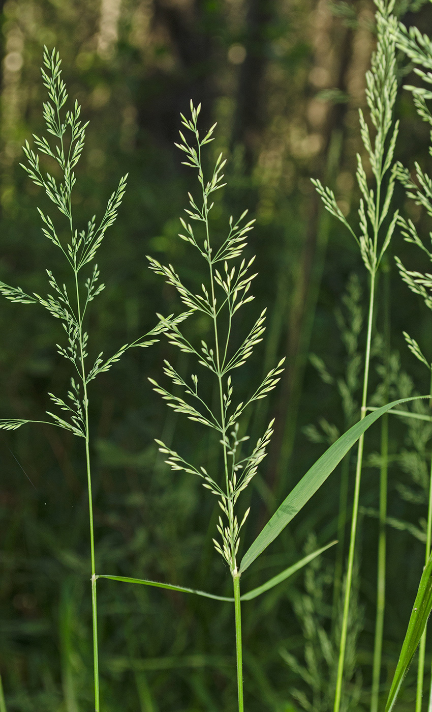 Изображение особи Calamagrostis obtusata.