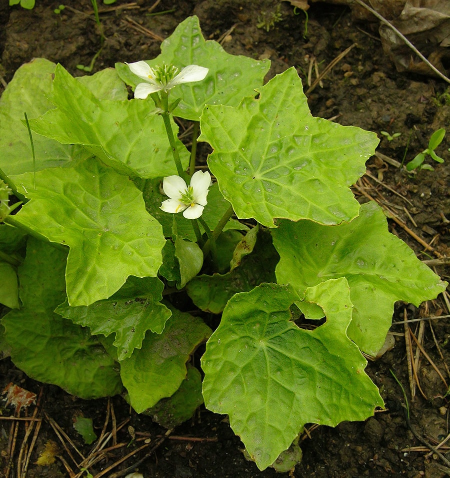 Изображение особи Asteropyrum cavaleriei.