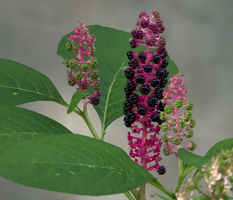 Image of Phytolacca acinosa specimen.