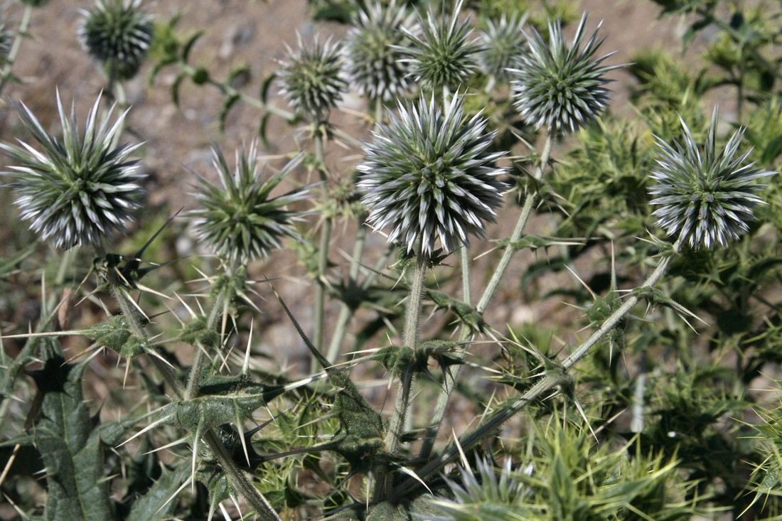 Image of Echinops leiopolyceras specimen.