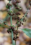 Rumex obtusifolius