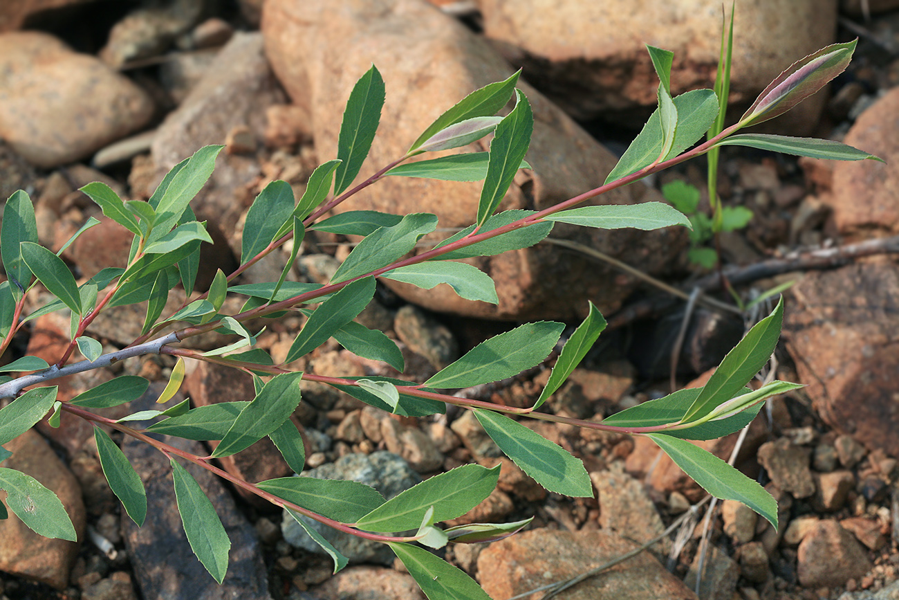 Изображение особи Chosenia arbutifolia.