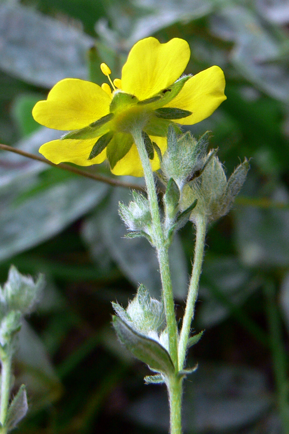 Image of Potentilla heidenreichii specimen.