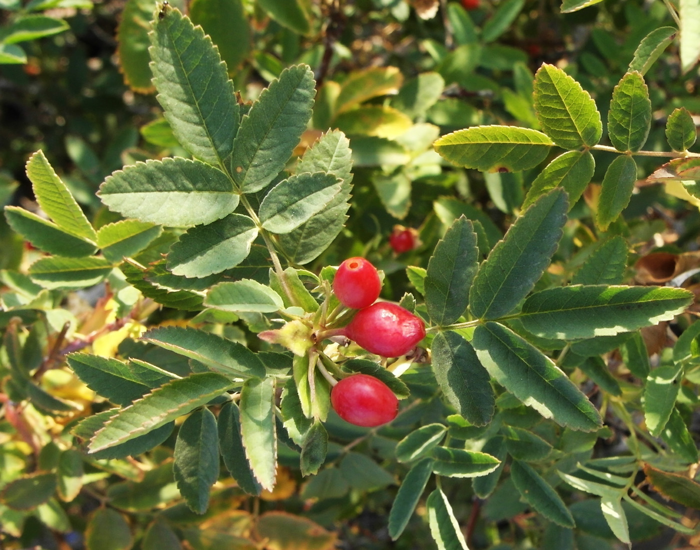 Image of Rosa beggeriana specimen.