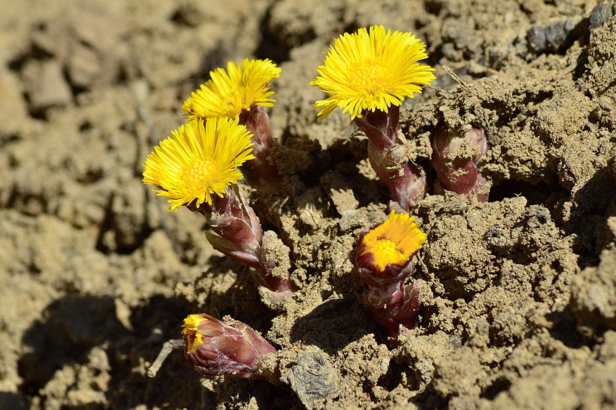 Изображение особи Tussilago farfara.