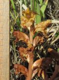 Orobanche alba subspecies xanthostigma. Верхушка отцветающего соцветия. Дагестан, Табасаранский р-н, 4 км к северо-востоку от с. Дарваг, поляна в дубовом лесу. 3 июня 2019 г.
