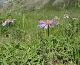 Aster alpinus. Цветущие и вегетирующие растения. Алтай, 24 км СЗЗ с. Акташ, долина р. Чуя, луг. 6 июля 2019 г.