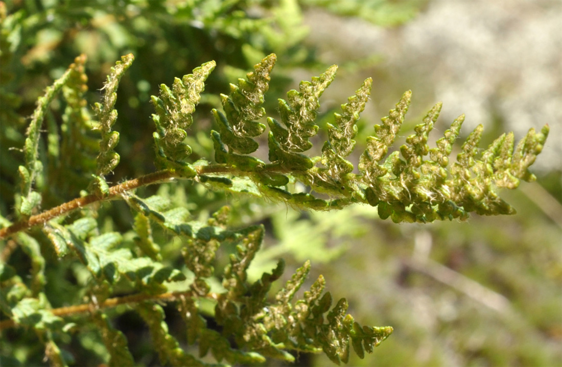 Image of Woodsia ilvensis specimen.