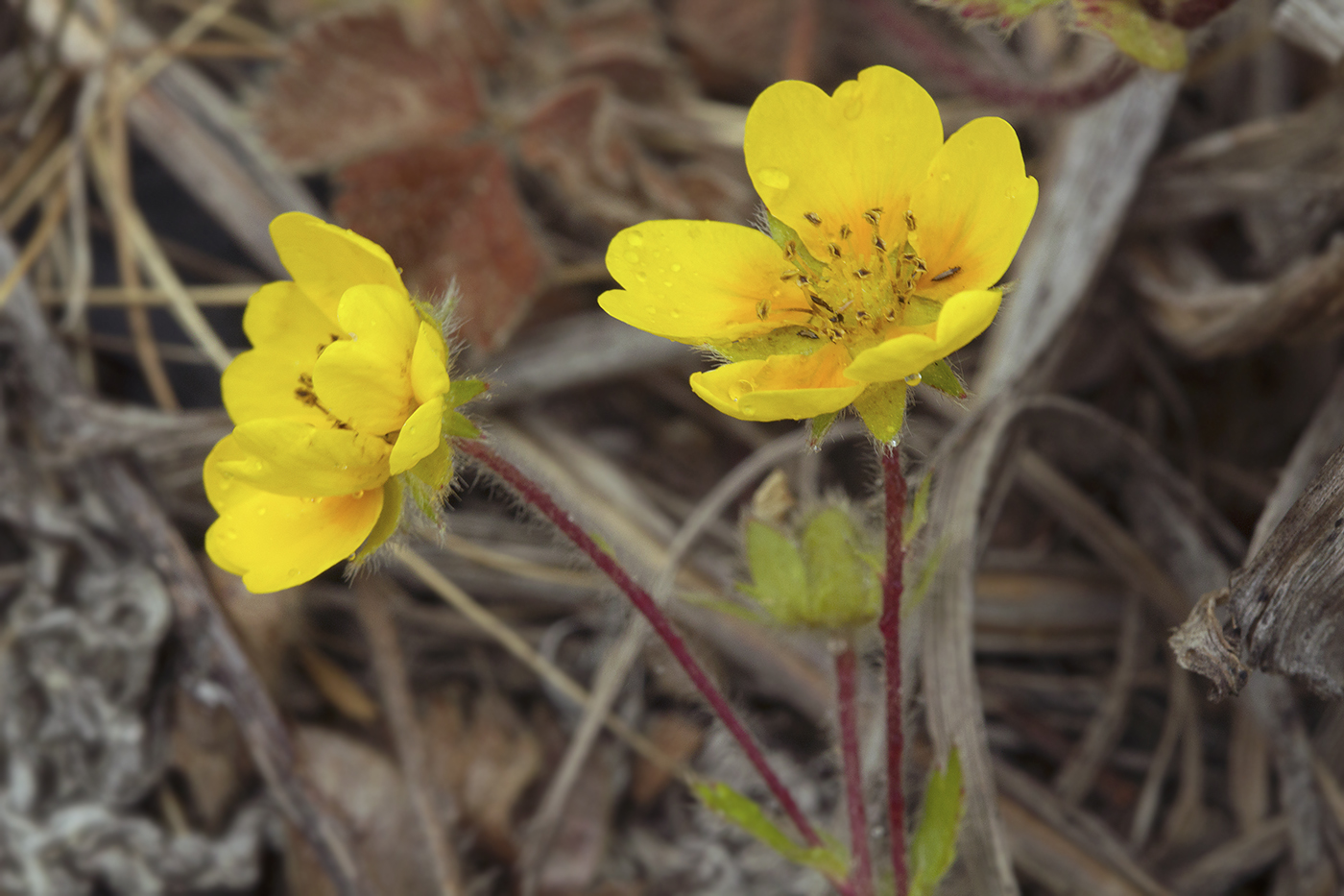 Image of Potentilla stolonifera specimen.