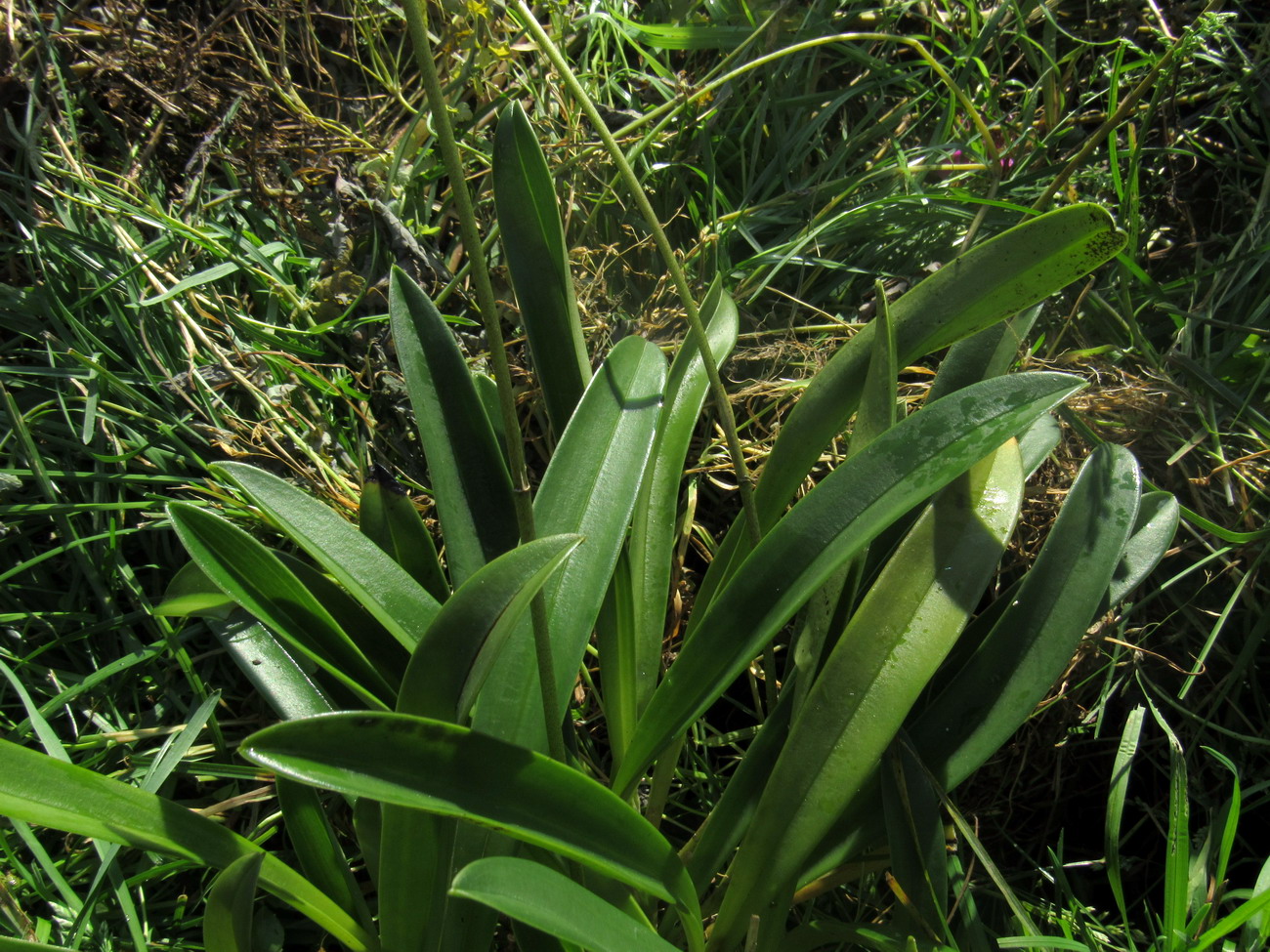 Изображение особи Masdevallia veitchiana.