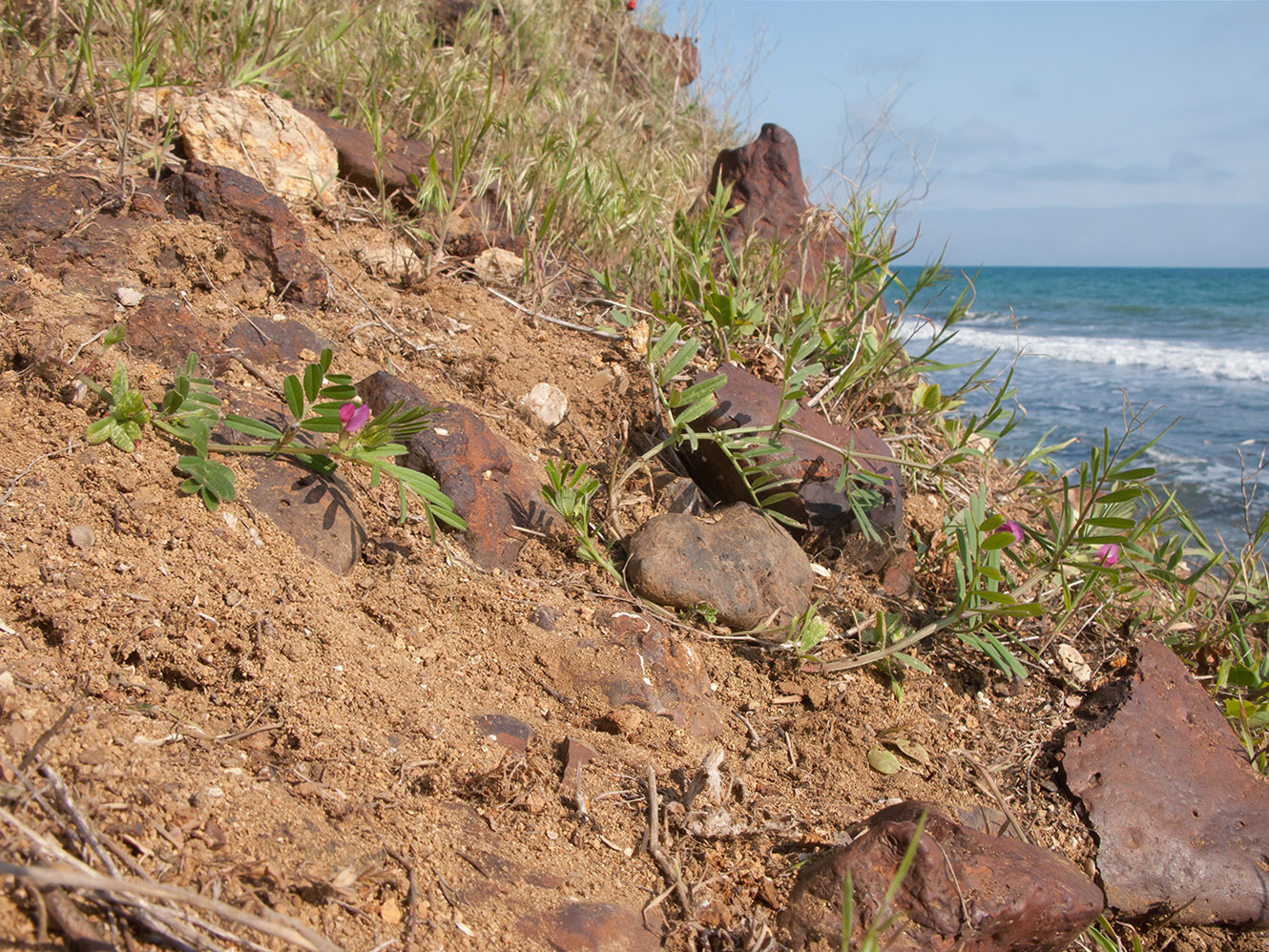 Изображение особи Vicia angustifolia.