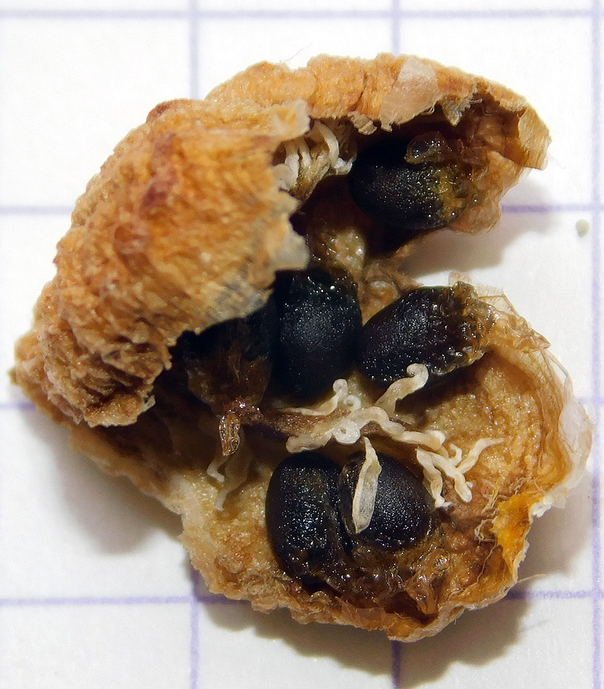 Image of Galanthus alpinus specimen.