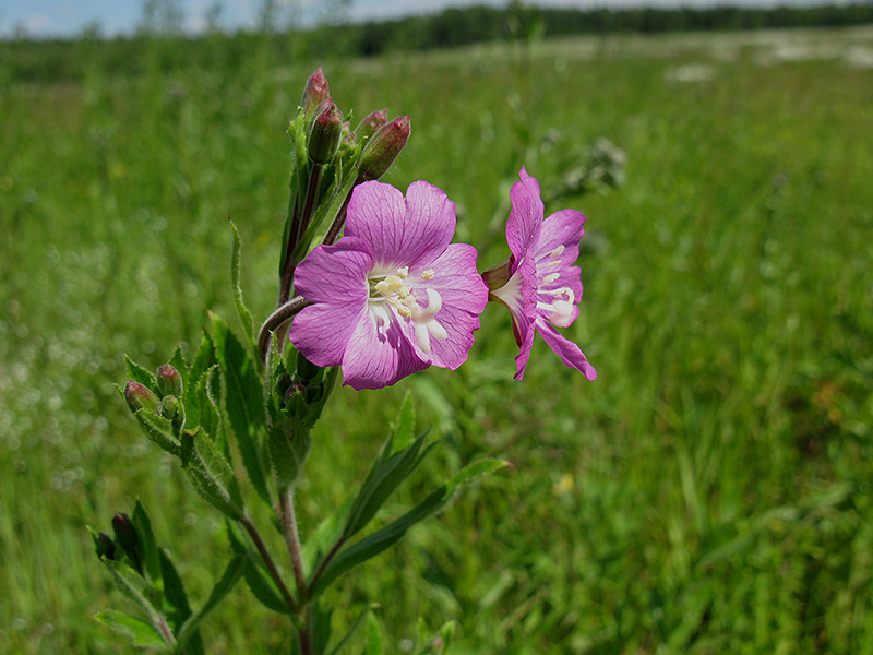 Image of Epilobium hirsutum specimen.