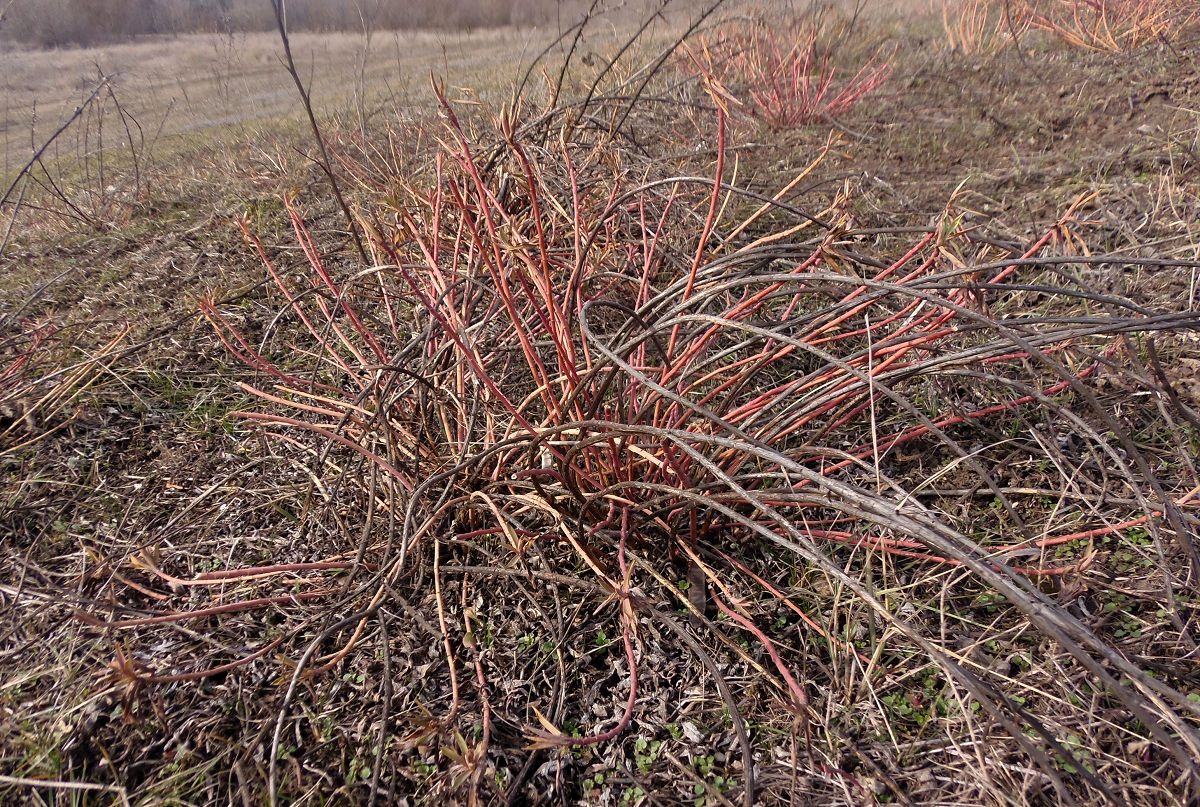 Image of Euphorbia virgata specimen.