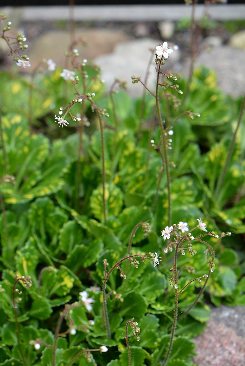 Image of Saxifraga umbrosa specimen.