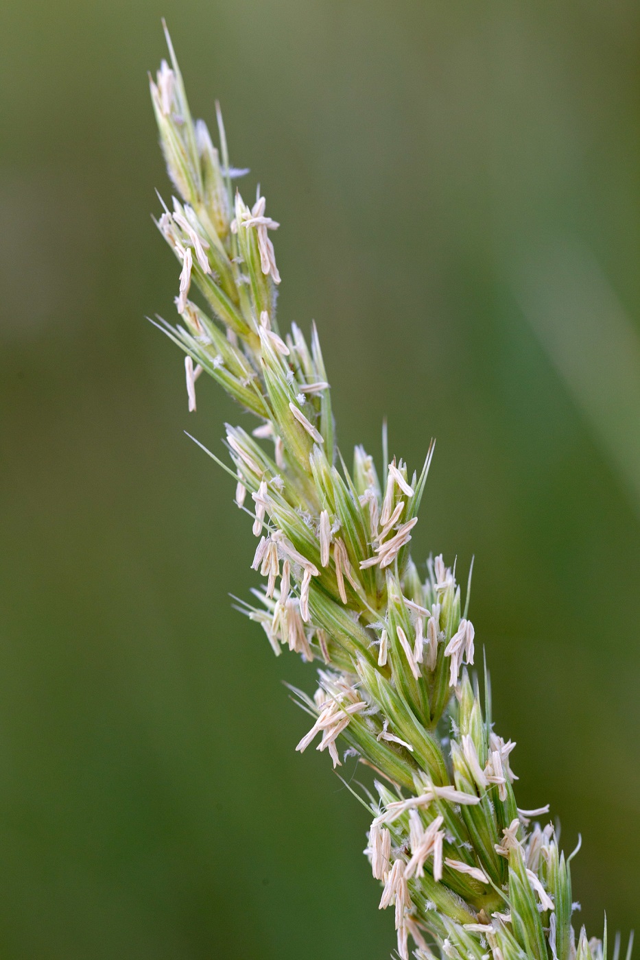 Image of genus Leymus specimen.