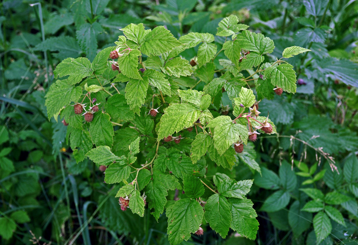 Изображение особи Rubus idaeus.