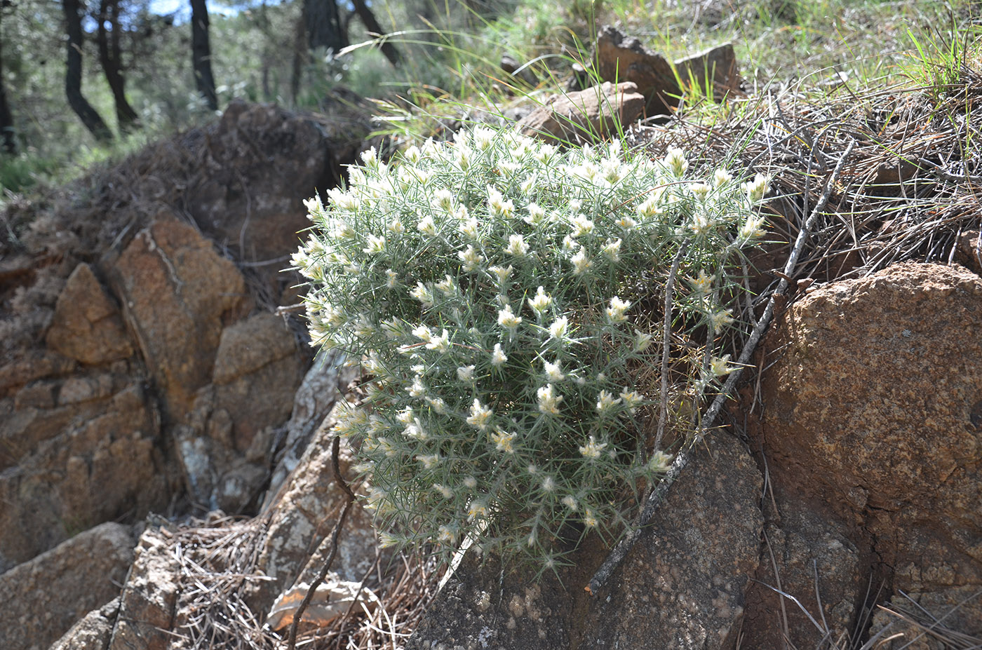 Image of Genista hirsuta ssp. lanuginosa specimen.