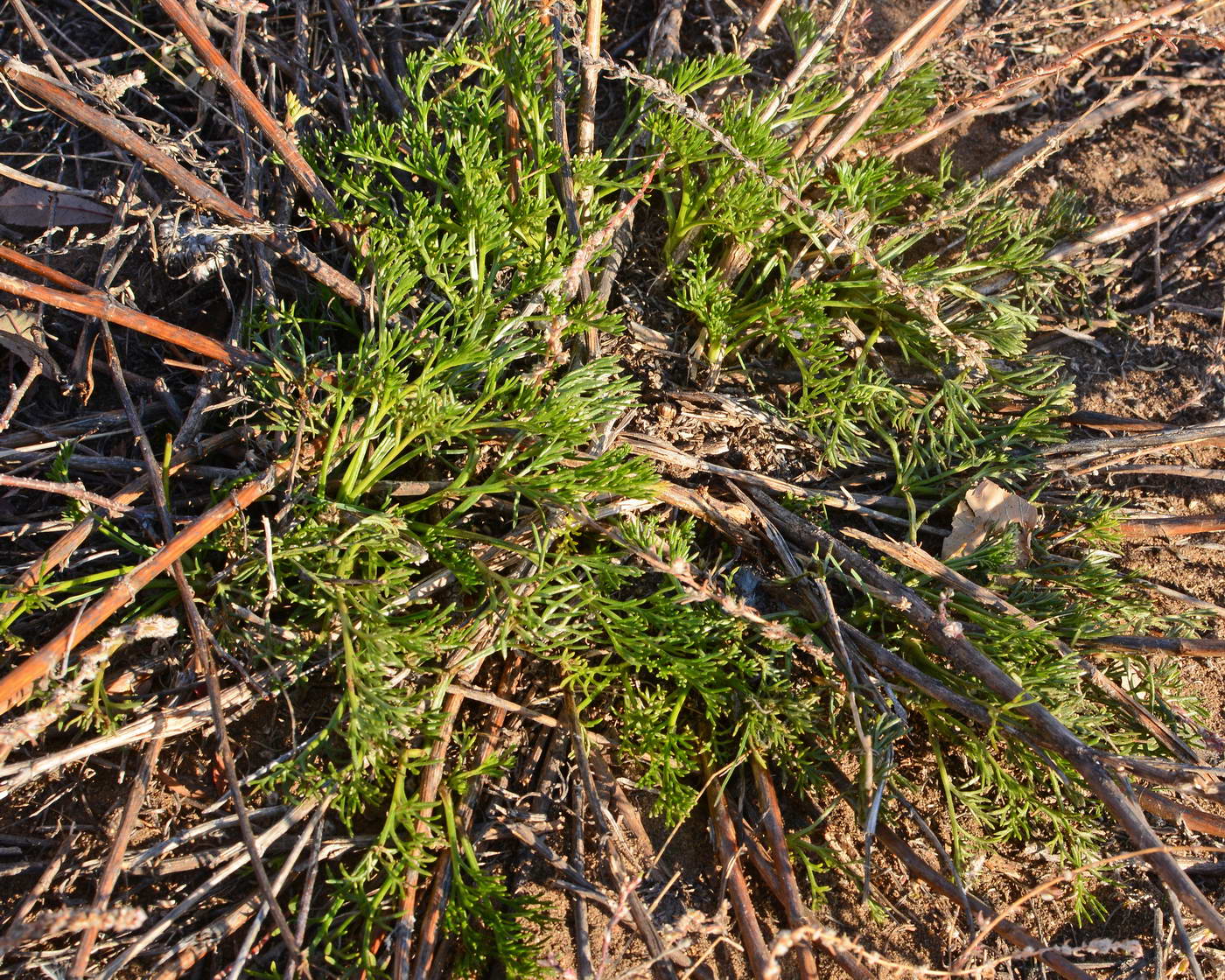 Image of Artemisia campestris specimen.