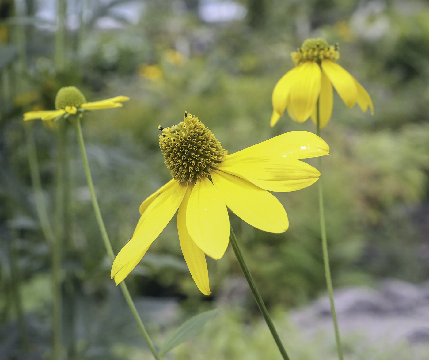 Изображение особи Rudbeckia laciniata.