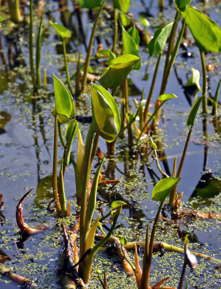 Image of Calla palustris specimen.