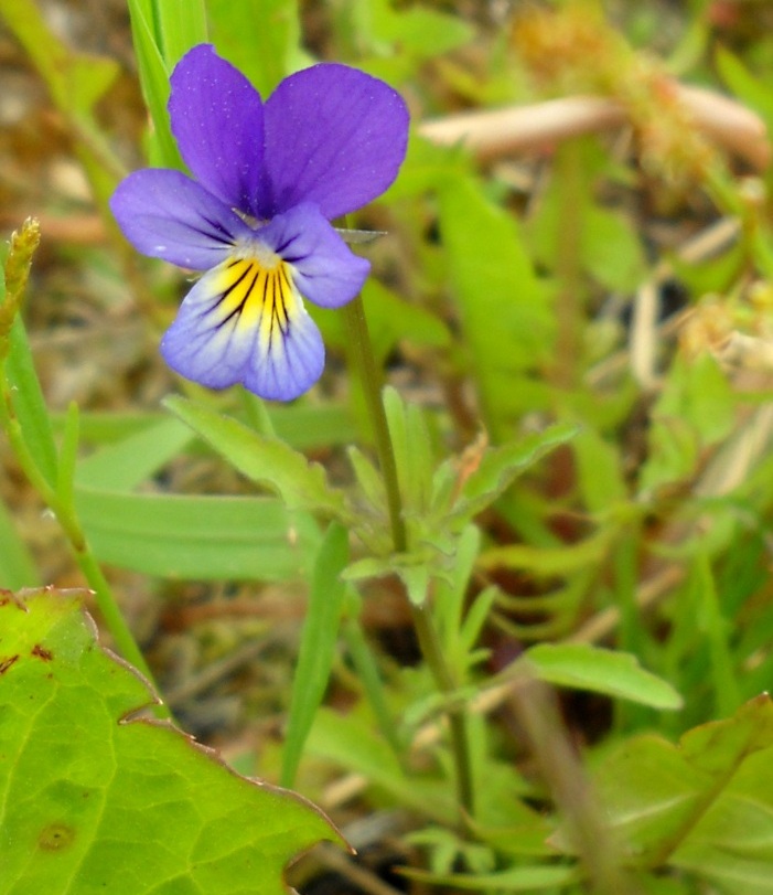 Изображение особи Viola tricolor.