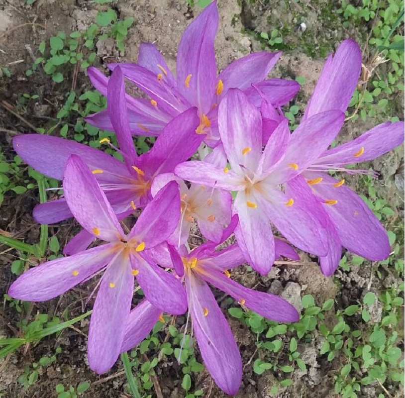 Изображение особи род Colchicum.